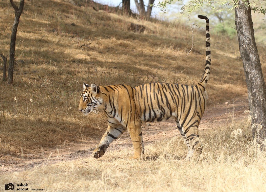 Ranthambore