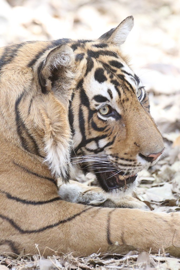 RNP Male tiger