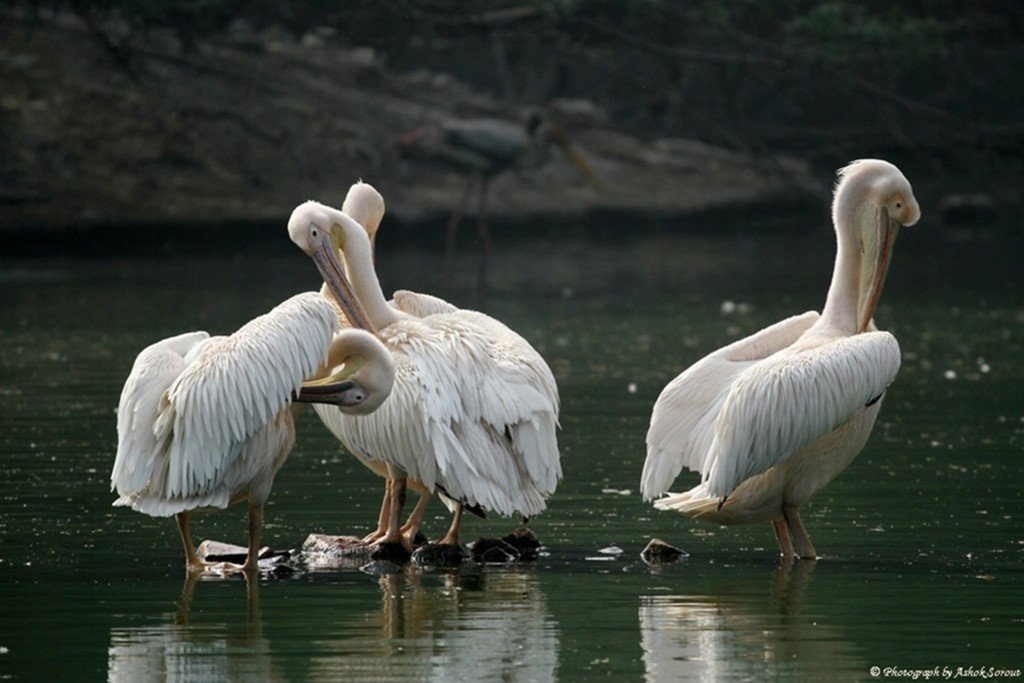 Pelican family