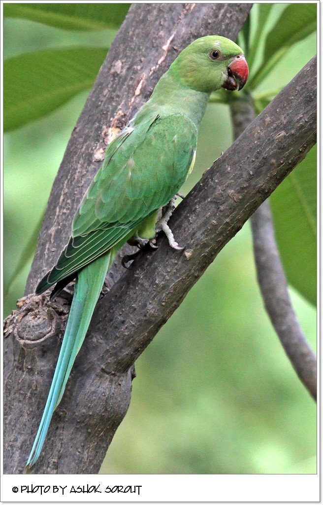 Parakeet