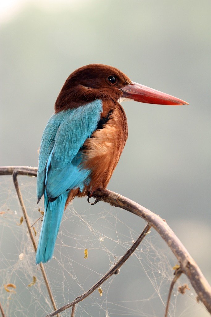 White Breasted Kingfisher