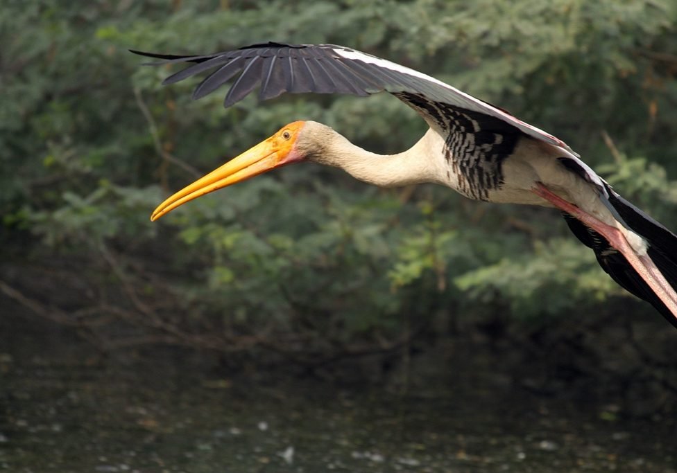 Painted stork